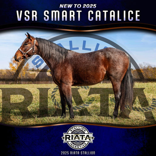 VRS Performance Horses