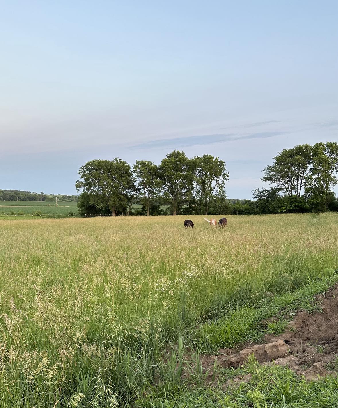 Boarding – Black Clover Ranch